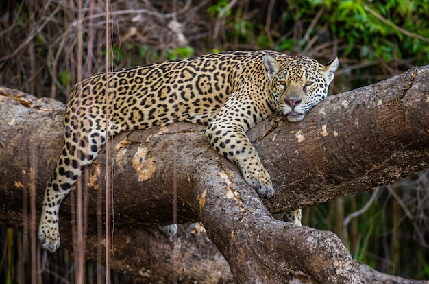 Jaguar se encuentra en un pintoresco árbol en medio de la jungla