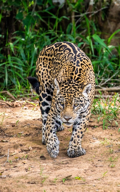 Jaguar entre a selva.