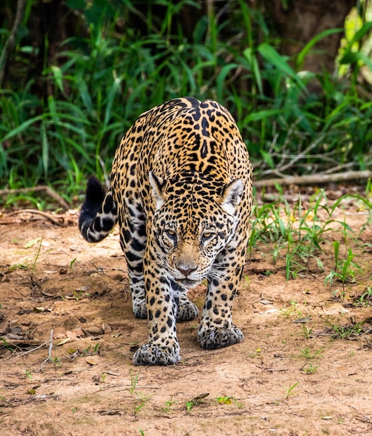 Jaguar entre a selva.