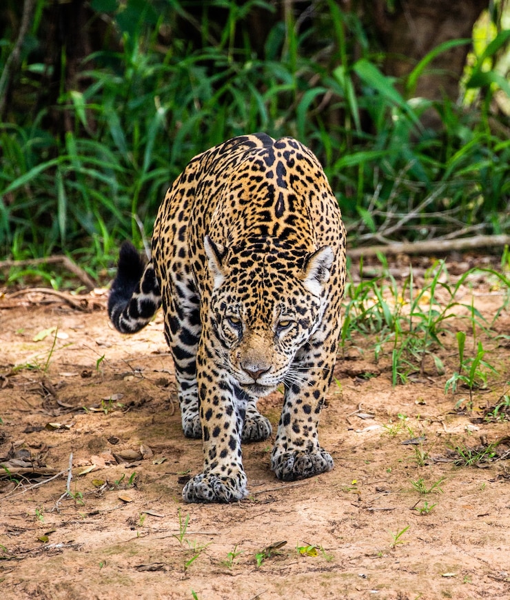 Foto jaguar entre a selva.