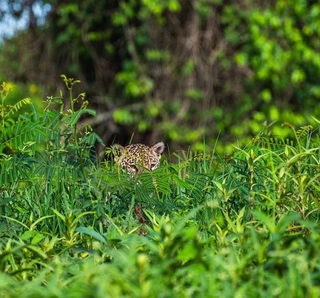 Jaguar se esconde en la hierba.