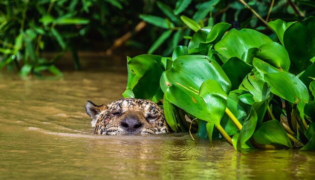 Jaguar está nadando no rio.