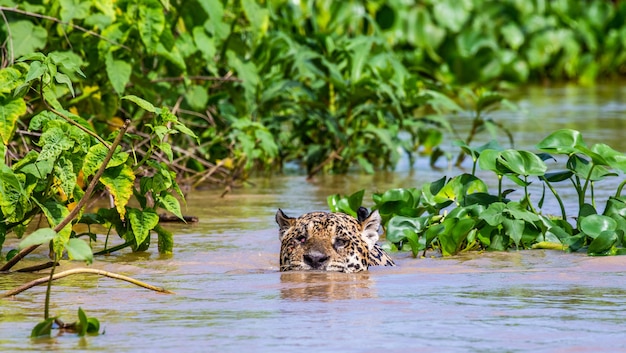 Jaguar está nadando en el río.
