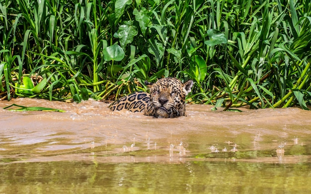 Jaguar está nadando en el río.