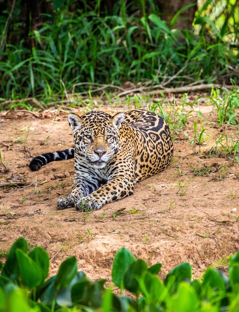 Jaguar está no chão entre a selva.