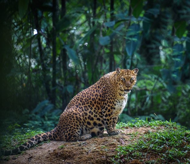 Jaguar grávida olhando feminino