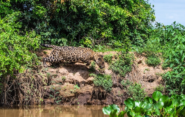 Jaguar greift seine Beute an.