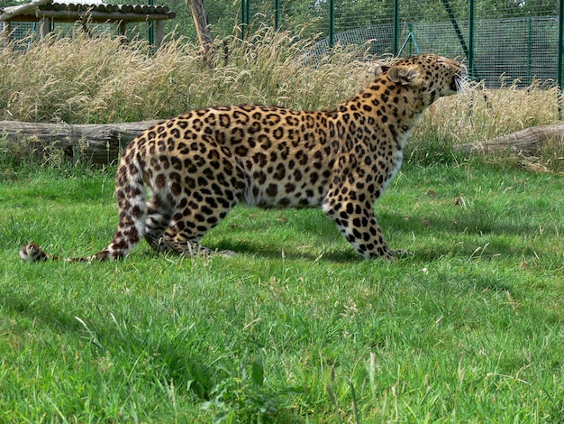 Jaguar in einer Zooumgebung