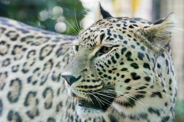 Jaguar Leopard Chetaa fecha o retrato isolado