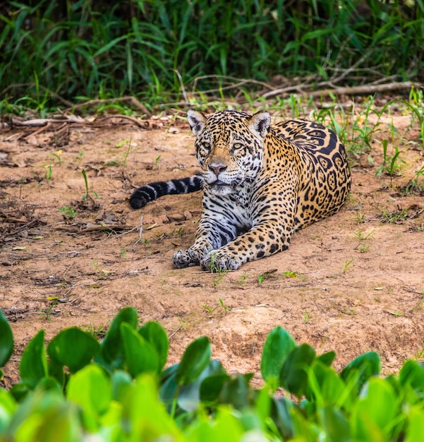 Jaguar liegt auf dem Boden im Dschungel.