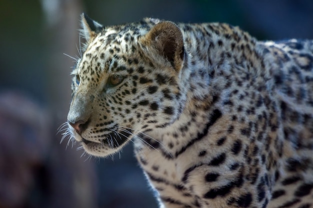 Jaguar en Loro Parque Zoo