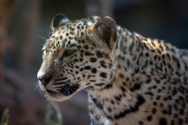 Jaguar en Loro Parque Zoo