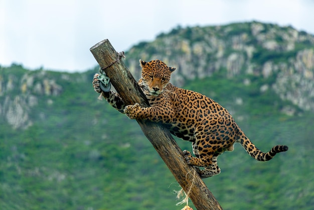 Jaguar na selva maia