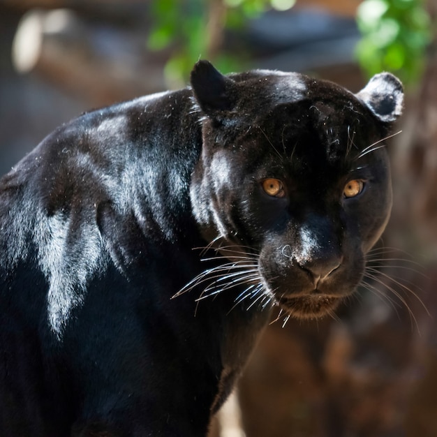 Jaguar negro