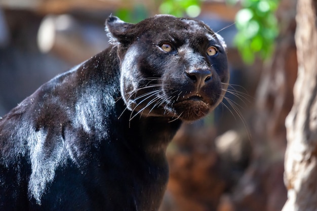 Jaguar negro