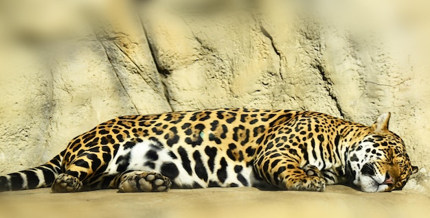 El jaguar pone su costado manchado al sol y duerme dulcemente