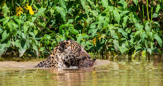 Jaguar con presas en los dientes flota en el río.