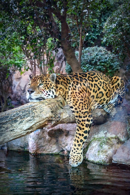 Un jaguar se relaja en el tronco de un árbol