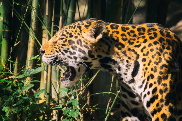 Jaguar rugindo entre plantas