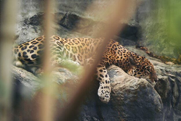 Jaguar ruht auf dem Felsen