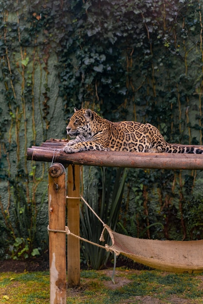 Jaguar ruht im Gras, in der Natur, in den wilden Tieren.