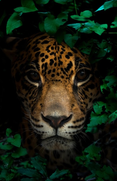 Foto jaguar en selva tropical por la noche