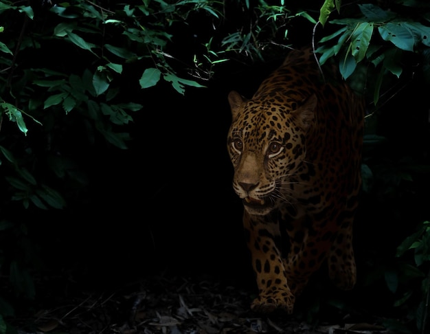 Jaguar en selva tropical por la noche
