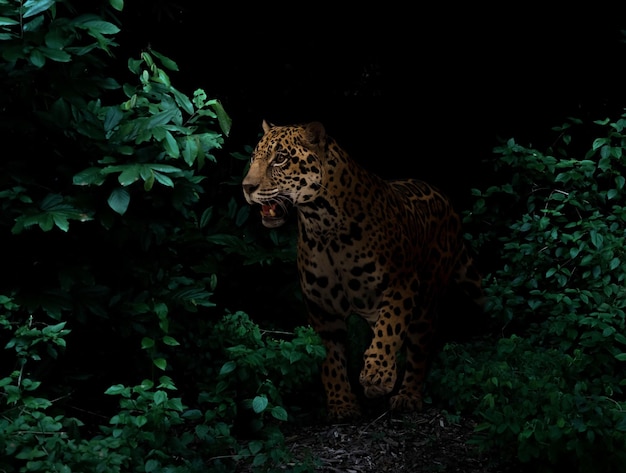 Jaguar en selva tropical por la noche