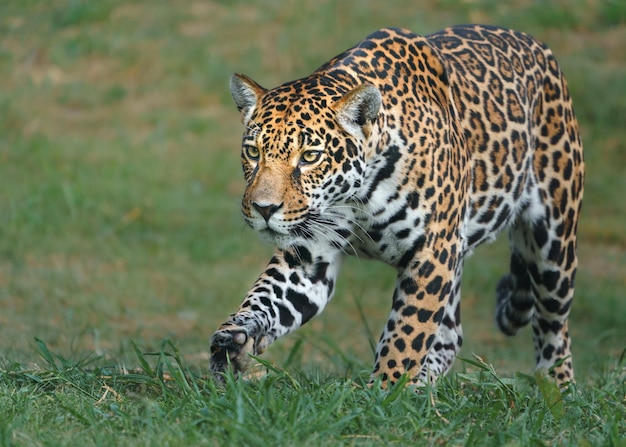 Jaguar