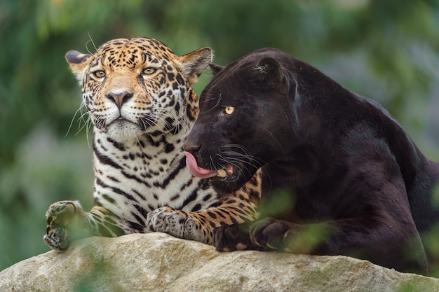 Foto jaguar