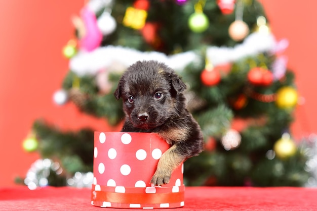 Jahr des Hundes, Feiertagsfeier