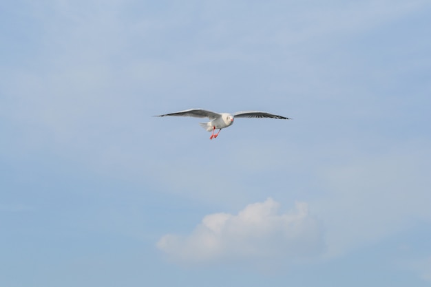 Foto jahreszeiten der fremden seemöwe, die nach thailand fliegt, die schönheit der seemöwe fliegt in