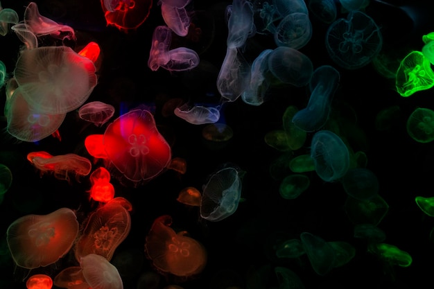 Jaleas marinas o medusas en el Instituto que construye el Acuario Marino y el Museo de Ciencias para los viajeros tailandeses que viajan visitan el aprendizaje de animales acuáticos vida marina en Chonburi Tailandia