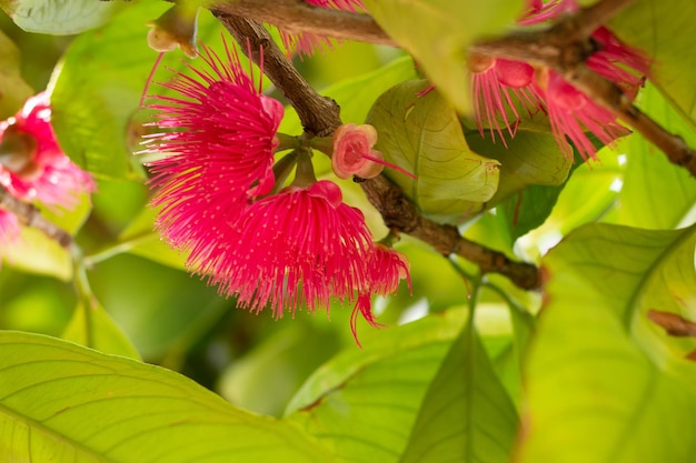 Jambo flores en un árbol