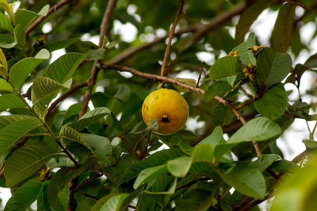 Jambu biji frische Guavenfrucht Psidium guajava hängt am Baum mit flachem Fokus