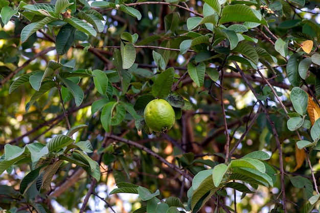 Jambu biji goiaba fresca Psidium guajava pendurada no foco raso da árvore