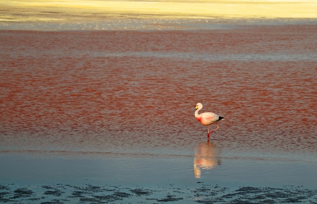 James flamingo caminando en Laguna Colorada, lago de sal de color sangriento en la meseta del altiplano, Bolivia