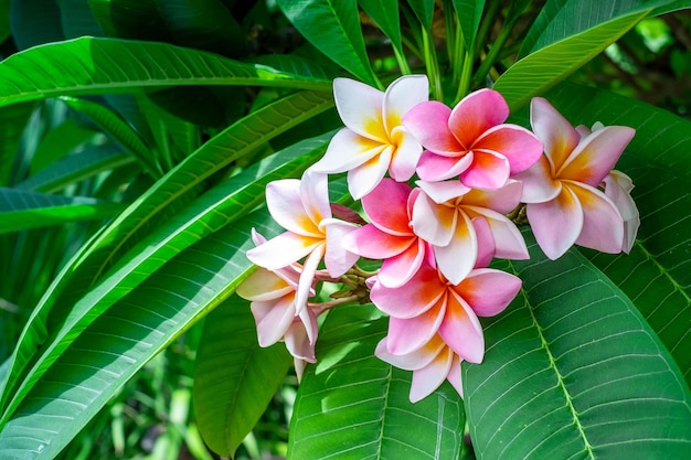 Jampha Plumeria ist eine Gruppe von Pflanzen der Gattung Plumeria in voller Blüte im Garten um grünes Blatt weiche Unschärfe für selektives Fokuspunktmakro im Hintergrund