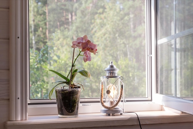 Janela branca com mosquiteiro em uma casa rústica de madeira com vista para o jardim orquídea Phalaenopsis no peitoril da janela