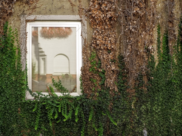 Janela branca em uma parede coberta de galhos marrons e verdes e folhas em uma casa alemã