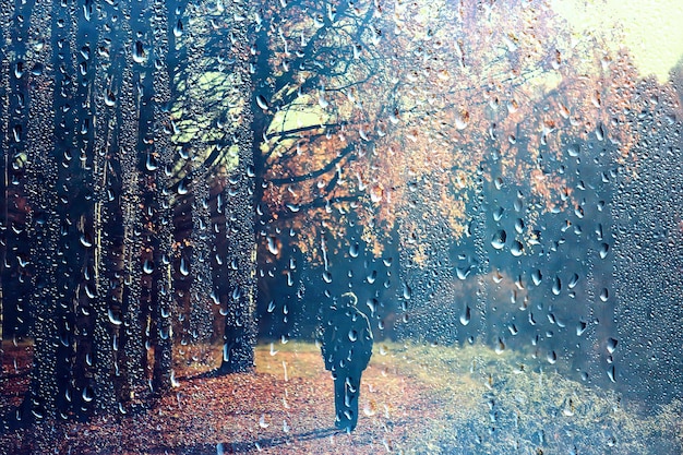 janela de chuva outono ramos do parque folhas amarelo / fundo abstrato do outono, paisagem em uma janela chuvosa, clima chuva de outubro