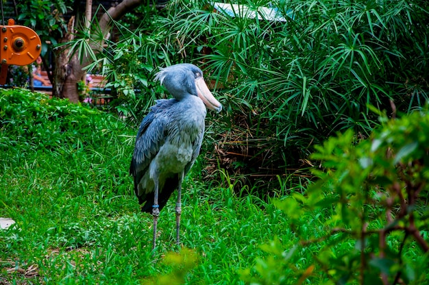 Japan Tokyo Ueno Zoo Sterntiere Walschnabel