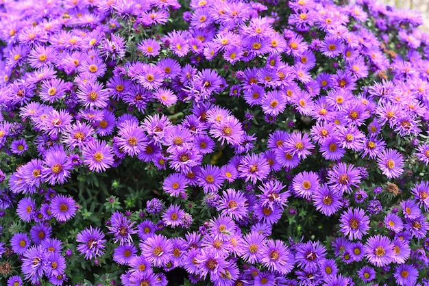 Japanische Aster oder Kalimeris Incisa Blumen