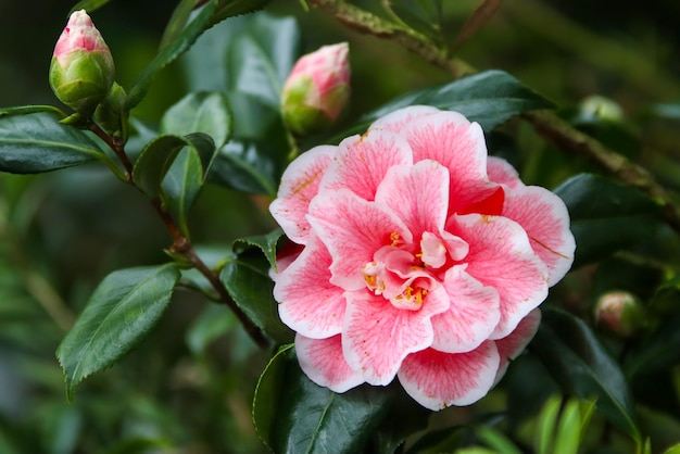Foto japanische camellia camellia japonica im sonnigen frühling in den botanischen gärten von köln