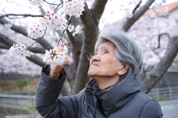 Japanische Frauen über 90 Jahre alt und Kirschblüten