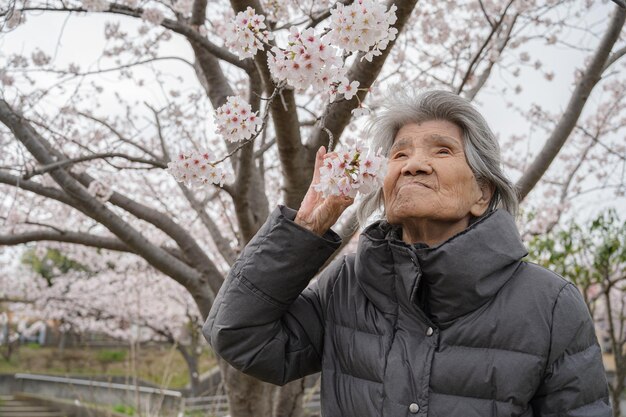 Japanische Frauen über 90 Jahre alt und Kirschblüten