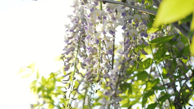 Japanische Glyzinie blüht im Frühjahr Grones von lila Glyzinien blüht Nahaufnahme auf einem Hintergrund von grünen Blättern Frühlingsblüte im Garten