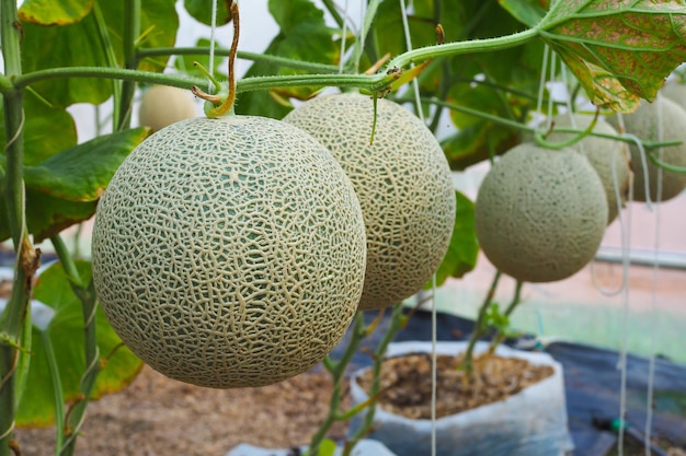 Japanische grüne Melone mit grünen Blättern Hintergrund im Feld Frische Melone am Baum im Garten