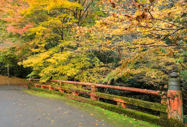 Japanische herbstfarbe des ahornbaums mit roter brücke