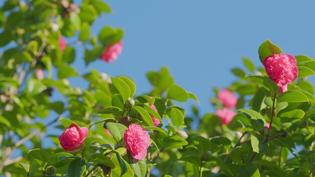 Japanische Kamelie oder Kamelie japonica im sonnigen Frühling rosa Kamelieblüten in voller Blüte aus der Nähe